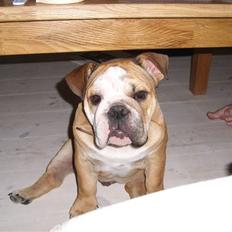 Engelsk bulldog manfred