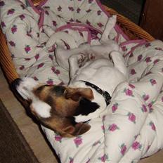 Jack russell terrier Milo - R.I.P