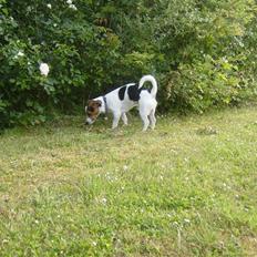Jack russell terrier Milo - R.I.P