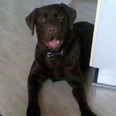 Labrador retriever Samson