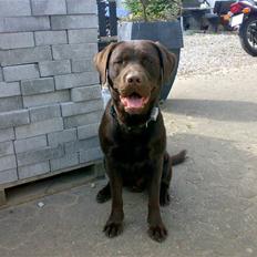 Labrador retriever Samson