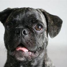 Blanding af racer Magnus