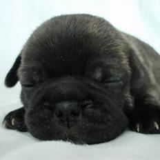 Blanding af racer Magnus