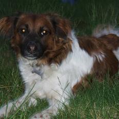 Blanding af racer Nemo