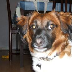 Blanding af racer Nemo