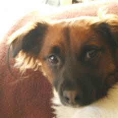 Blanding af racer Nemo