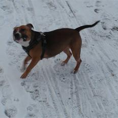 Staffordshire bull terrier Chloé