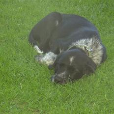 Blanding af racer Konrad