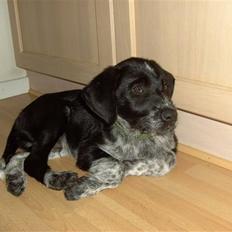 Blanding af racer Konrad