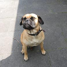 Bullmastiff cleopatra of mastiff. fie R.I.P.