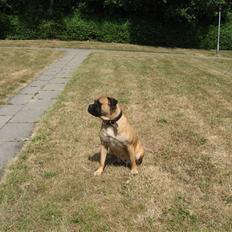 Bullmastiff cleopatra of mastiff. fie R.I.P.