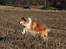 Collie langhåret Tico ( Shellove 'Ly Xenon ) - Kænguru eller hund ..?