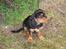 Cavalier king charles spaniel † Cosmo † - Cosmo 12 uger