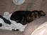 Cavalier king charles spaniel † Cosmo † - Godnat