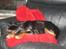 Cavalier king charles spaniel † Cosmo †