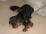Cavalier king charles spaniel † Cosmo †