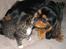 Cavalier king charles spaniel † Cosmo † - En lille mys til Tiger;-)