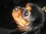 Cavalier king charles spaniel † Cosmo †