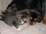 Cavalier king charles spaniel † Cosmo † - Cosmo sammen med vores lille kat Tiger. Cosmo elsker hende:-)