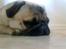 Mops Albert