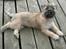 Cairn terrier Fie <3 *VIP* - Sommeren, 2005. Kort efter vi fik hende :-)