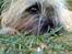 Cairn terrier Fie <3 *VIP* - Flotte Fie i haven 2006. 