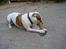 Blanding af racer tyson