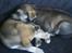 Blanding af racer Angel ** i hundehimlen** - Angel der ligger og sover sammen med sin bror Jack 