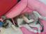Blanding af racer Angel ** i hundehimlen** - Angel er et rigtig flydedyr (: