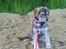 Blanding af racer Angel ** i hundehimlen** - Angel sidder og kigger på mor longcere sin parthest Chikita ..