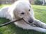 Golden retriever Shaggie