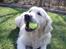 Golden retriever Shaggie - Det her billede har været på forsiden af Frederikssund Avisen for at repræsentere en kæledyrskonkurrence. (: 
