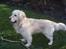 Golden retriever Shaggie