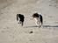 Border collie Freddy - 180 i timen.................sådan kan vi også lege.................