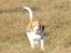Beagle Futte R.I.P. - Ude at gå på mark.
