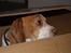 Beagle Futte R.I.P. - Futte elsker kasser, og specielt når man kan gemme sig i dem, det er bare ikke sjovt når der ikke er nogen der skubber til kassen.