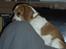 Beagle Futte R.I.P. - Futte elsker dyner.