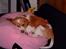 Beagle Futte R.I.P. - Stille, jeg sover.