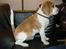 Beagle Futte R.I.P. - Se, Se, kan du ikke se det?