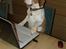 Beagle Futte R.I.P. - Stille, jeg arbejder!!!