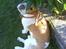 Beagle Futte R.I.P. - Futte prøver at gemme sig.