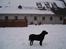 Labrador retriever Max    R.I.P 