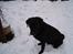 Labrador retriever Max    R.I.P 