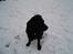 Labrador retriever Max    R.I.P 