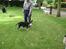 Bullterrier Rex