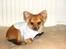 Chihuahua Sir Louis Winston - Heehe:) Louis juleaften :p