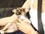 Chihuahua Sir Louis Winston - Den dag vi hentede Louis :)