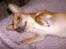 Chihuahua Zigi