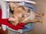 Chihuahua Samson