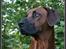 Rhodesian ridgeback - (Bhara-Bhara@Wolle Kirk) Sjumba - Jeg er bare for lækker!!! ;)